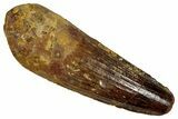 Fossil Spinosaurus Tooth - Real Dinosaur Tooth #353003-1